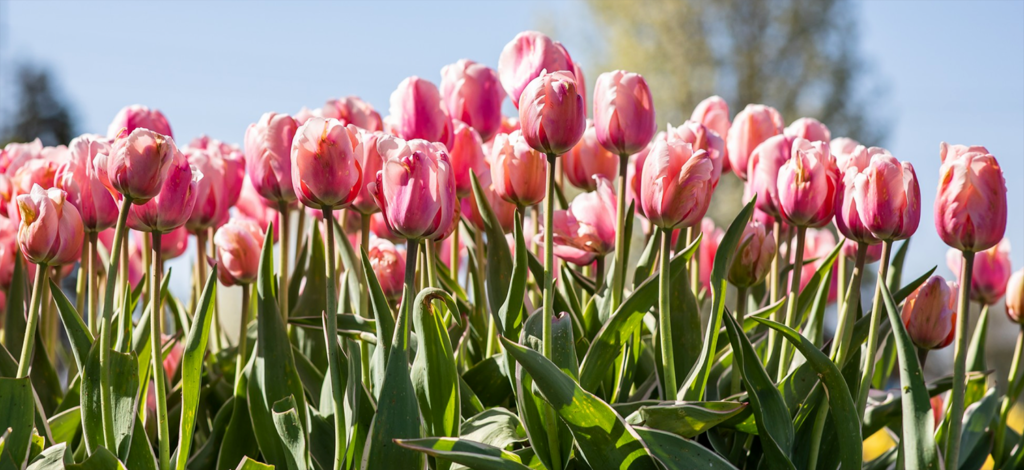 PinkTulips-1024x470